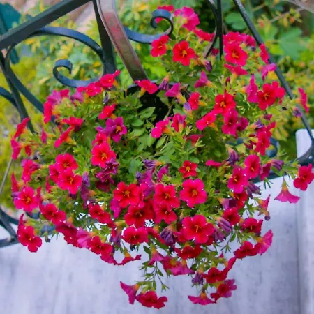 Flowers Casa de hóspedes